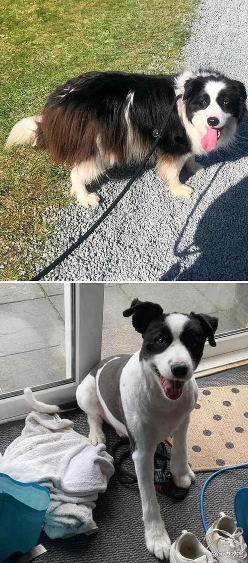 狗狗最新爆料视频大全图片,萌宠瞬间大盘点，笑料十足！